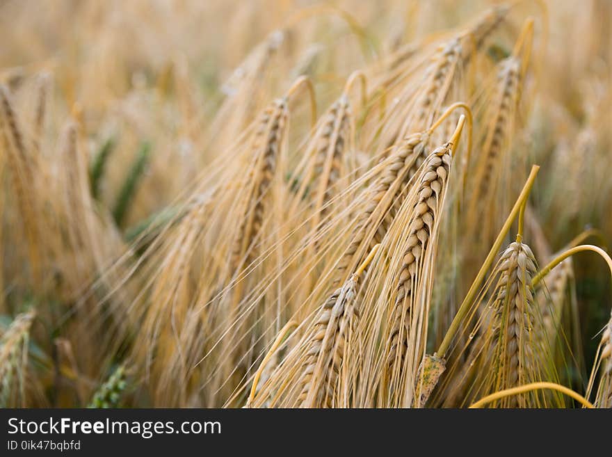 Brown Wheat Plant