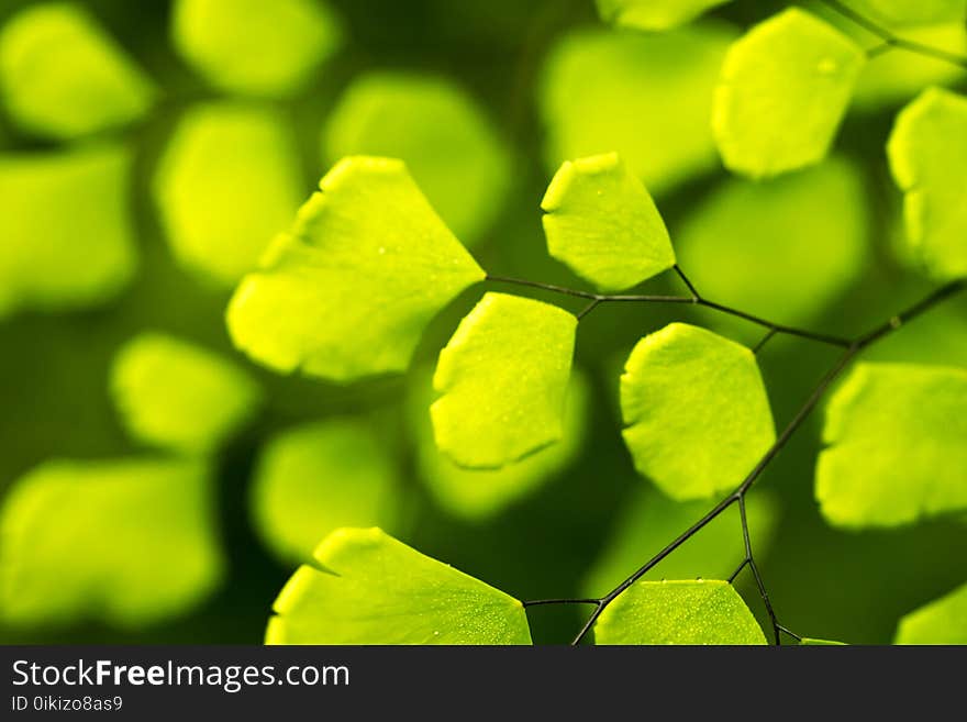 Fresh tropical Green leaves background