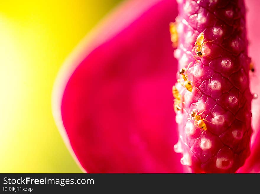 Close up Anthurium flower with ant , macro. Close up Anthurium flower with ant , macro