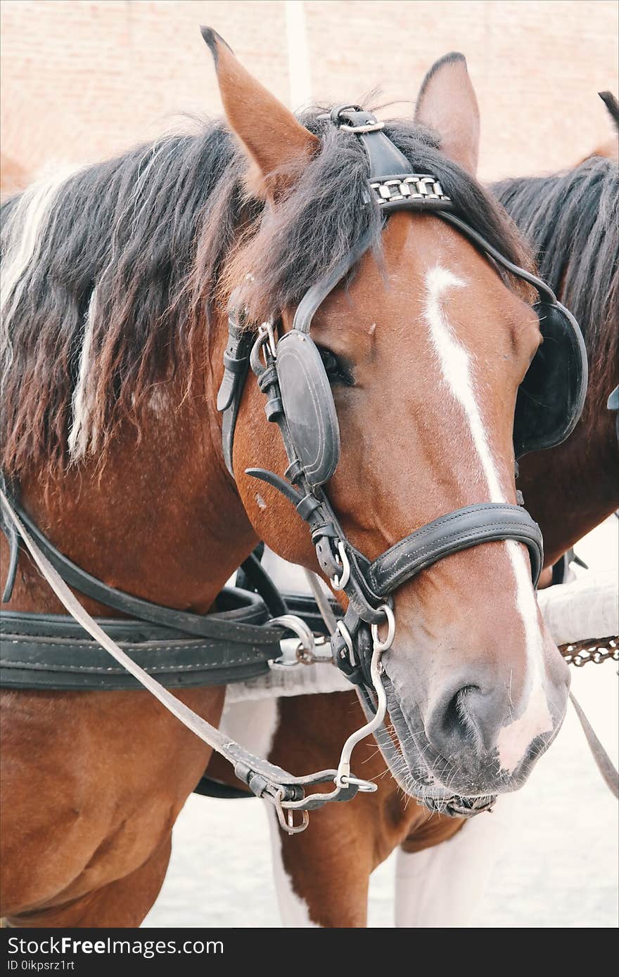 Animal, Brown, Close-up, Countryside,