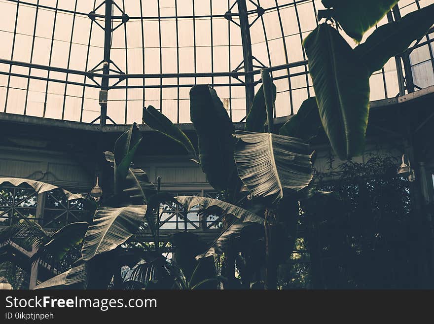 Architecture, Banana, Leaves