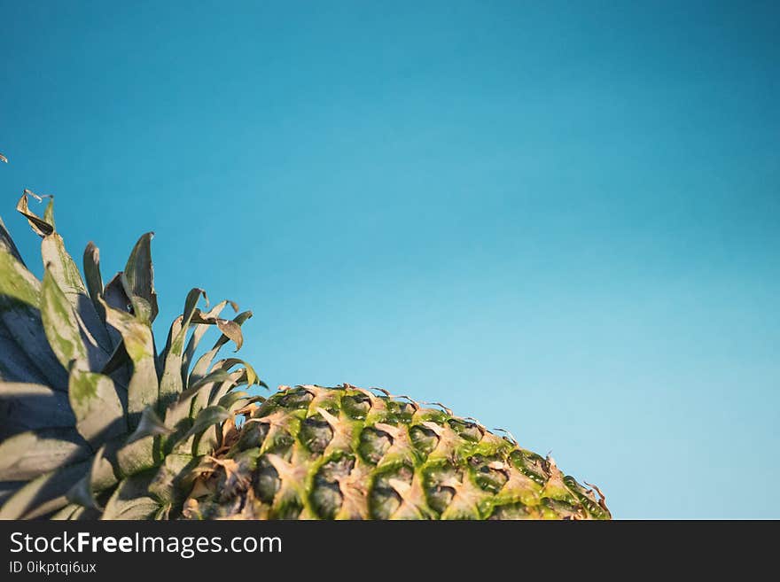 Focus Photography of Pineapple Fruit