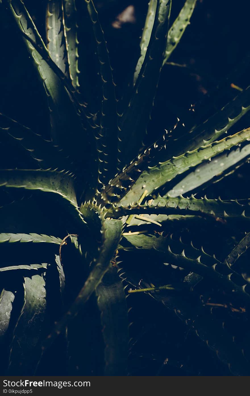 Blur, Botanical, Cactus, Close-up