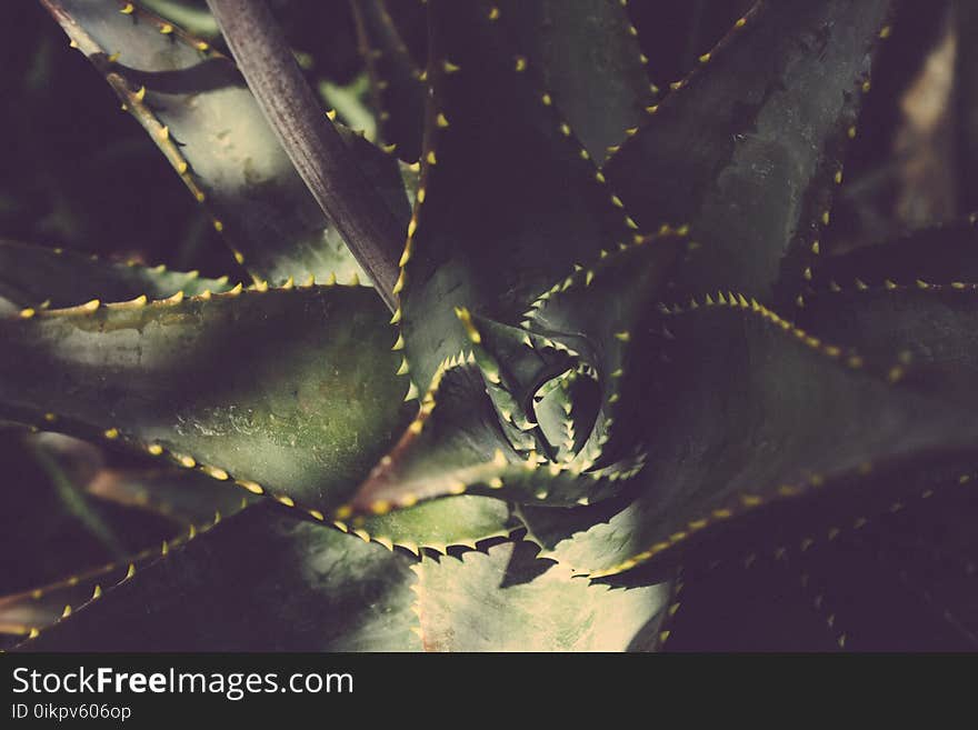 Blur, Botanical, Cactus, Close-up,