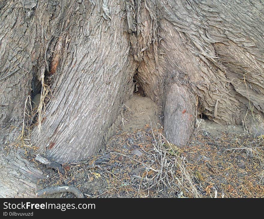 The very base of a tree is so big, it is lifting itself up from the very earth itself, creating tunnel pockets. Rivulets of bark and piles of grasses add texture to the otherwise monotony. The very base of a tree is so big, it is lifting itself up from the very earth itself, creating tunnel pockets. Rivulets of bark and piles of grasses add texture to the otherwise monotony.