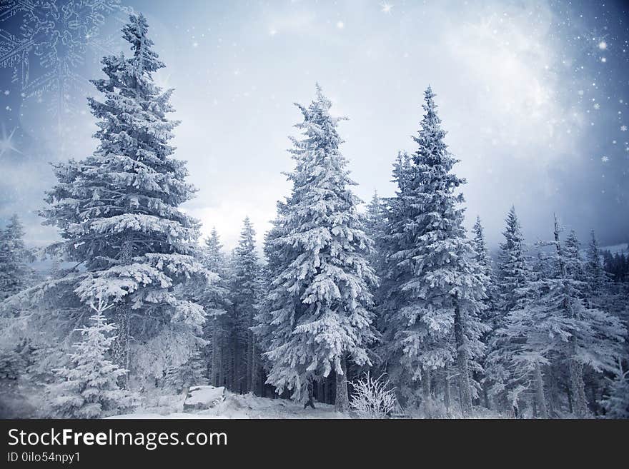 Christmas and New Year background with winter trees in mountains covered with fresh snow - Magic holiday background. Christmas and New Year background with winter trees in mountains covered with fresh snow - Magic holiday background