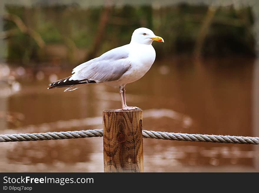 Animal, Avian, Beak