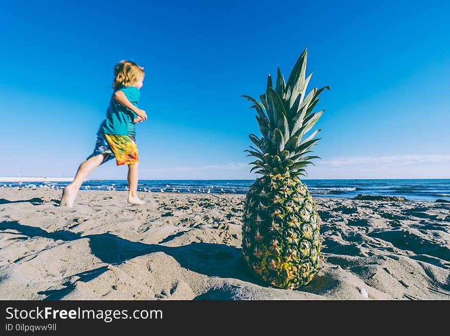 Beach, Beachlife, Birds, Blue