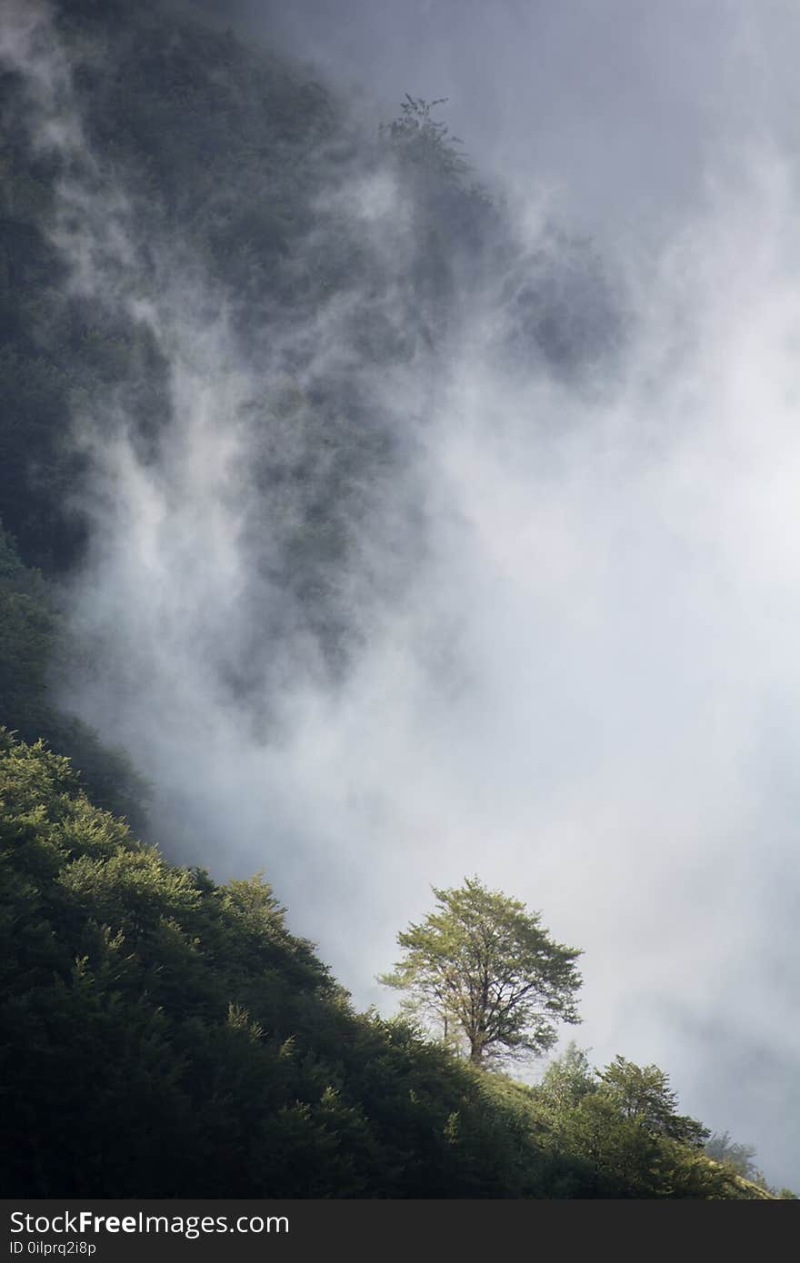 Green Tree Below White Sky