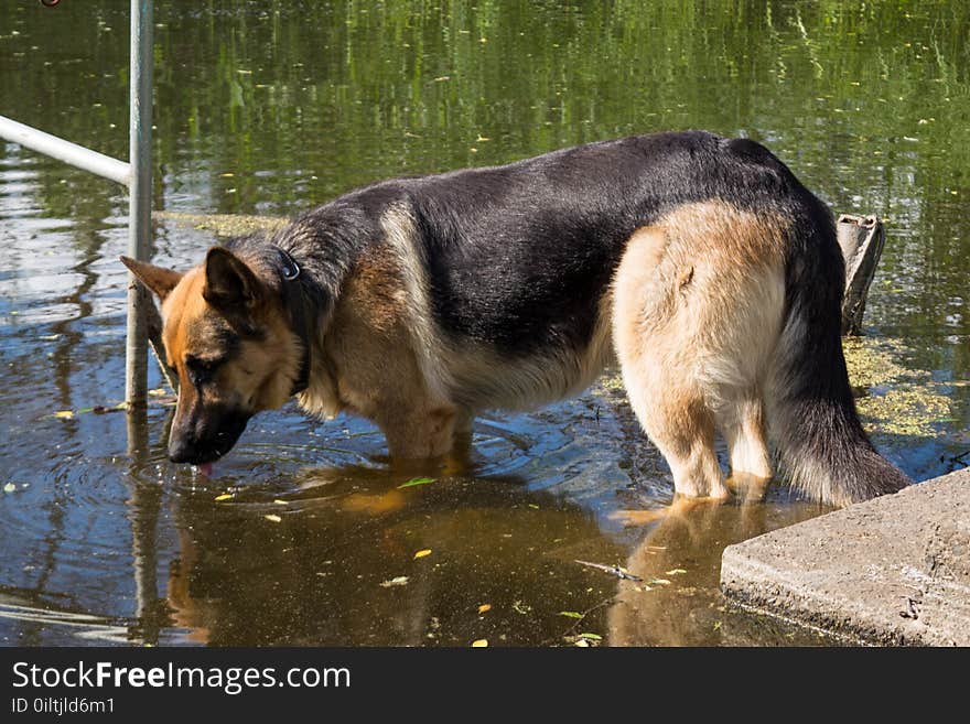 Beautiful german shepherd dog drinking water