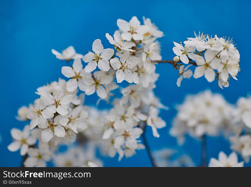 Malus Pumila Apple-tree In Small DOF