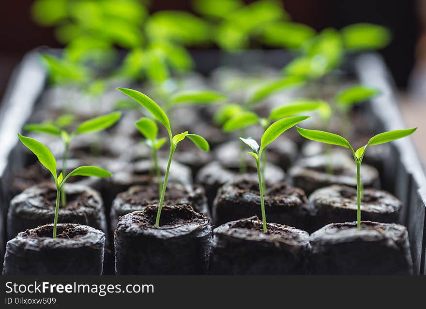 Young fresh seedling stands in plastic pots. cucumber plantation. cultivation of cucumbers in greenhouse.