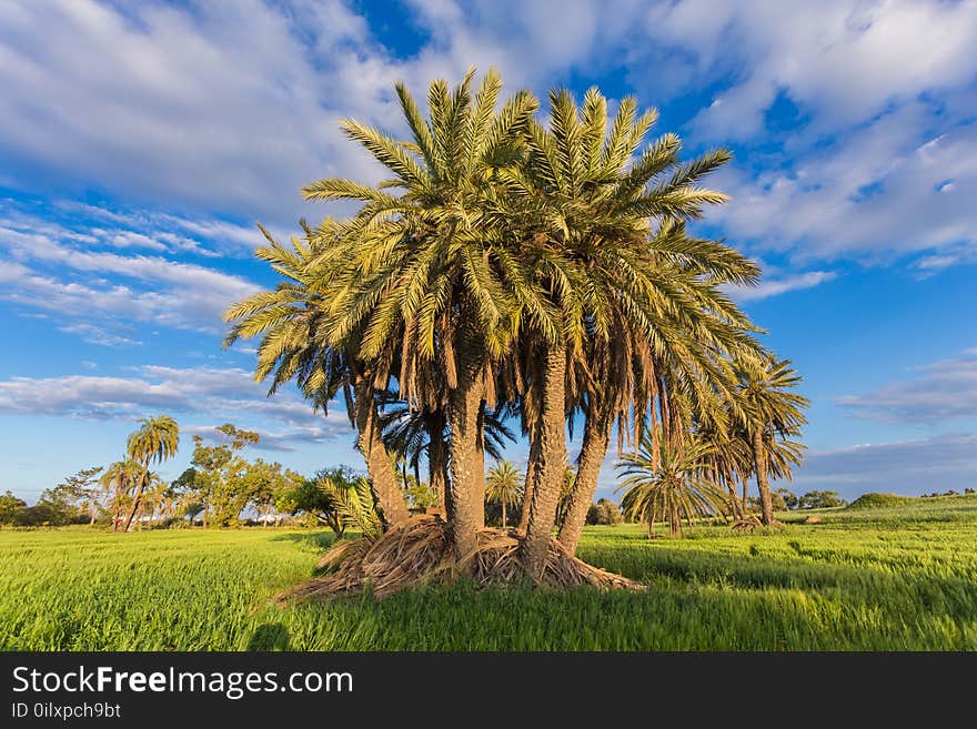 Palm trees with among golden ripe before. Larnaca, Cyprus. Palm trees with among golden ripe before. Larnaca, Cyprus.