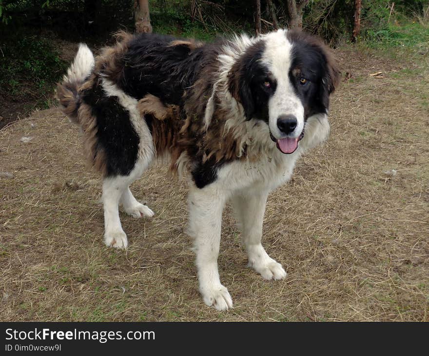 Bucovina Shepherd Dog.