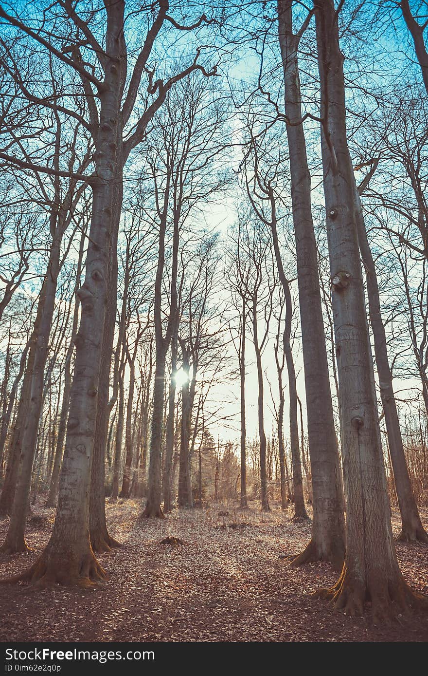 Autumn, Branches, Daylight, Environment,