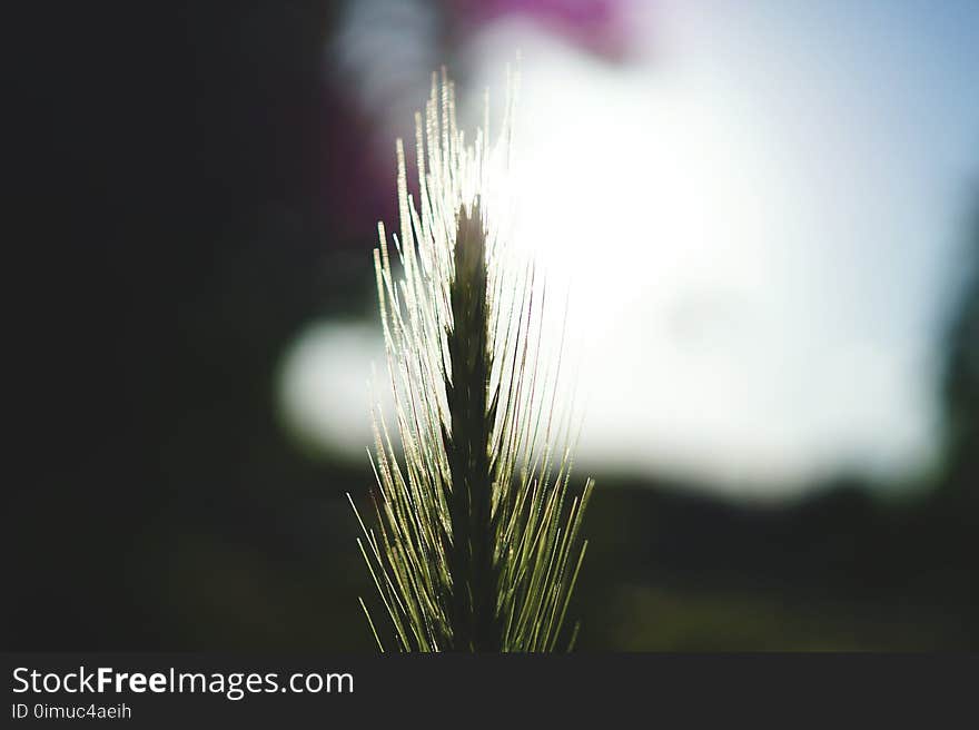 Agriculture, Blur, Bright