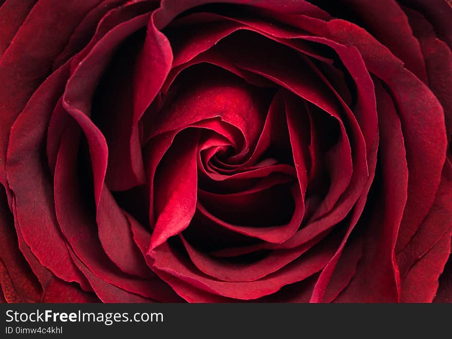 Red rose flower abstract texture close up