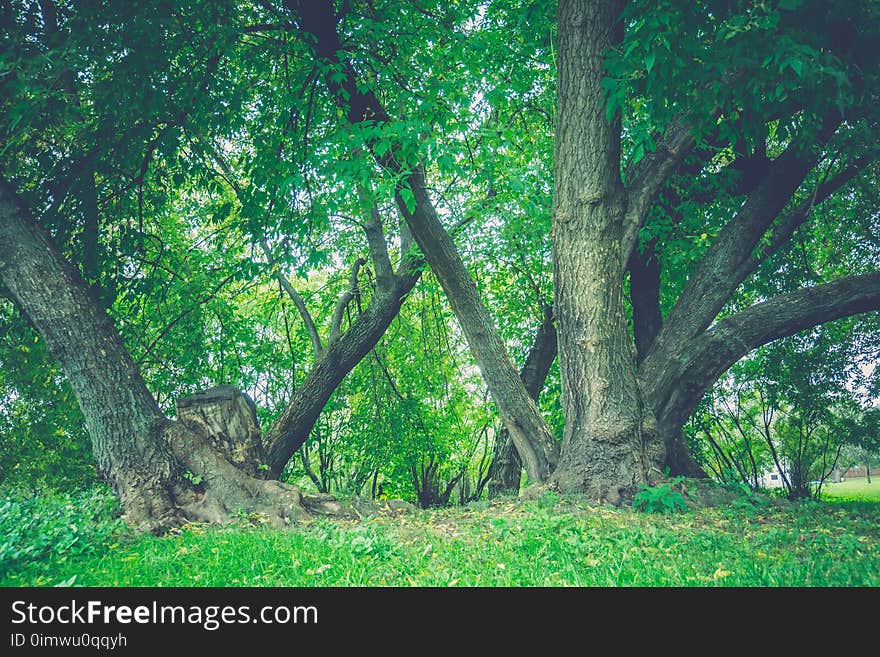 Green Crooked Trees in the Park Retro