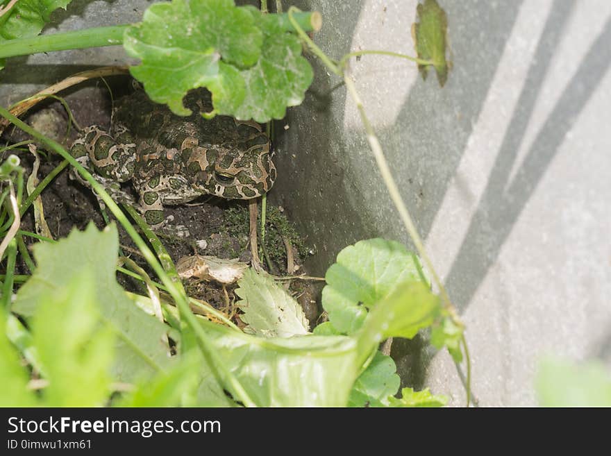 Frog in the Garden