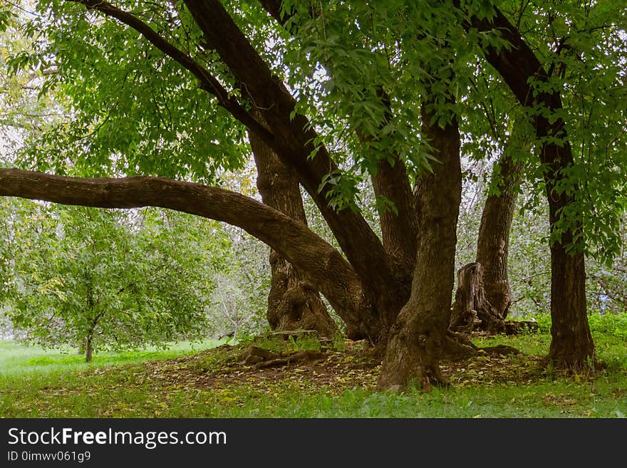 Green Crooked Trees In The Park