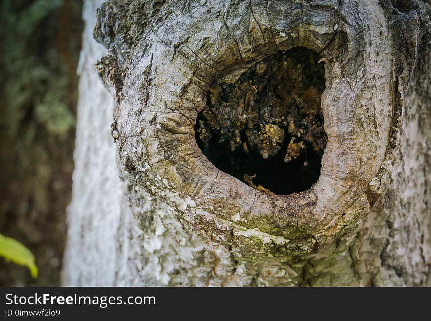 Hole in the trunk of an old tree in the park. Hole in the trunk of an old tree in the park.