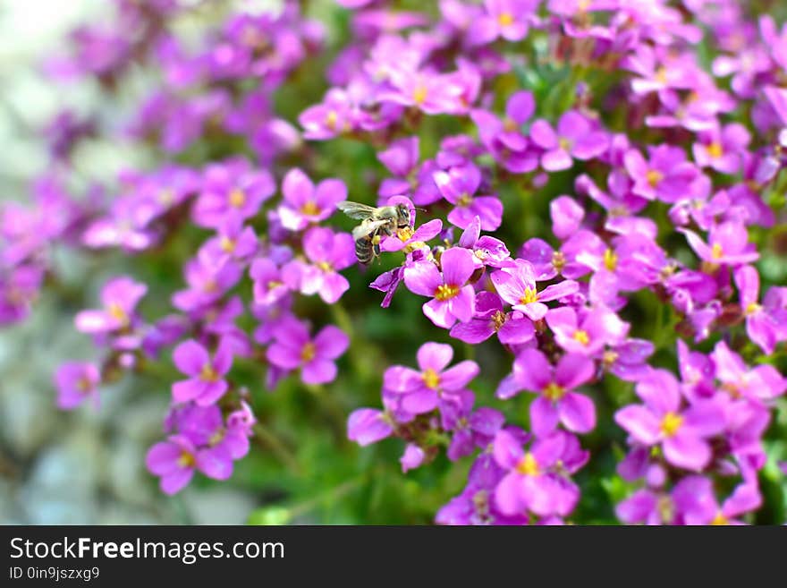 Beautiful, Flowers, Bee, Bloom