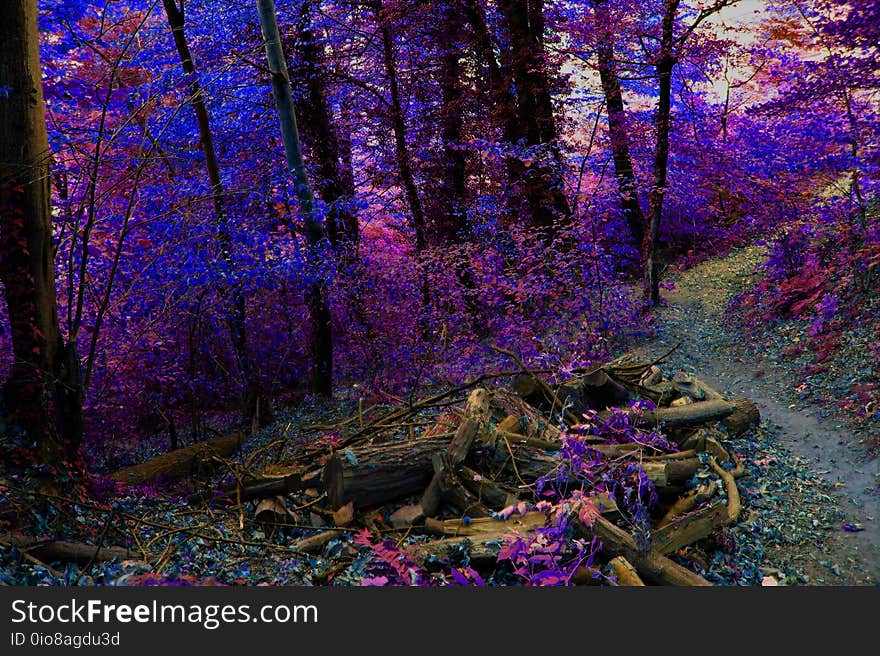 Path in the forest. Purple, wood, landscapes, Italy 2017