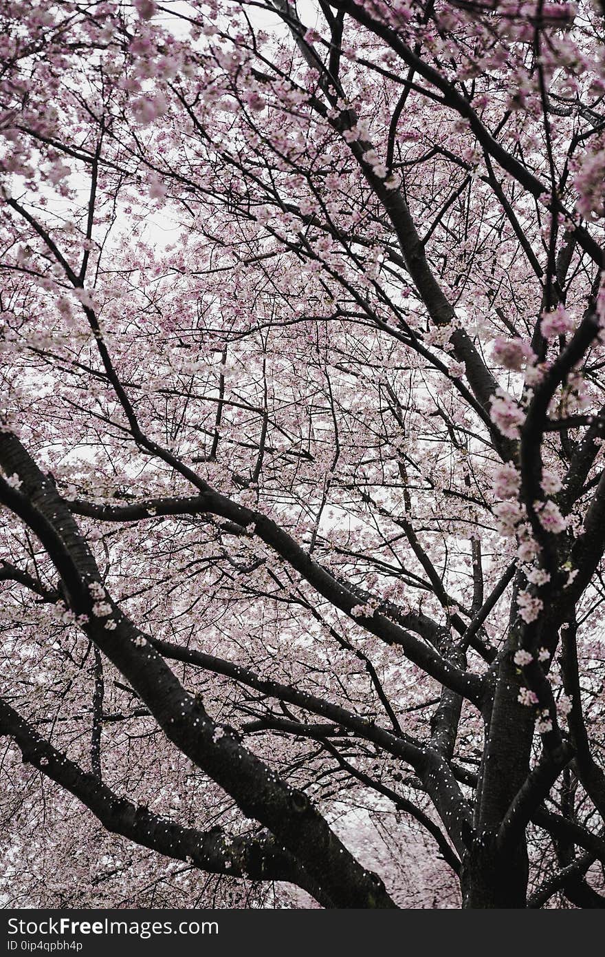 Trees in bloom