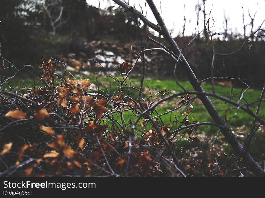 Branches, Color, Dry