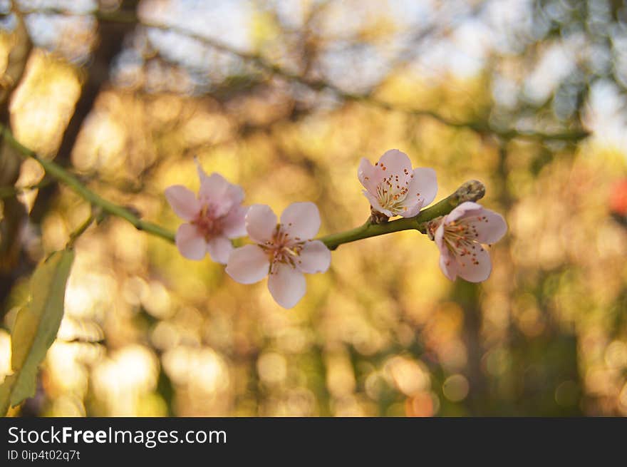 Background, Bloom, Blooming