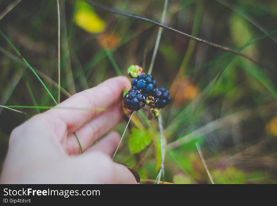 Berries, Close-up, Colors