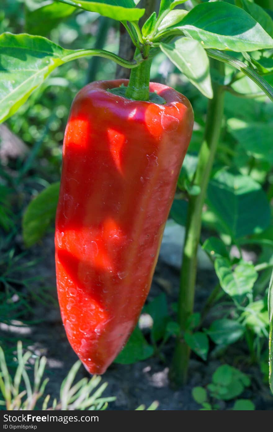 Sweet Pepper Growing