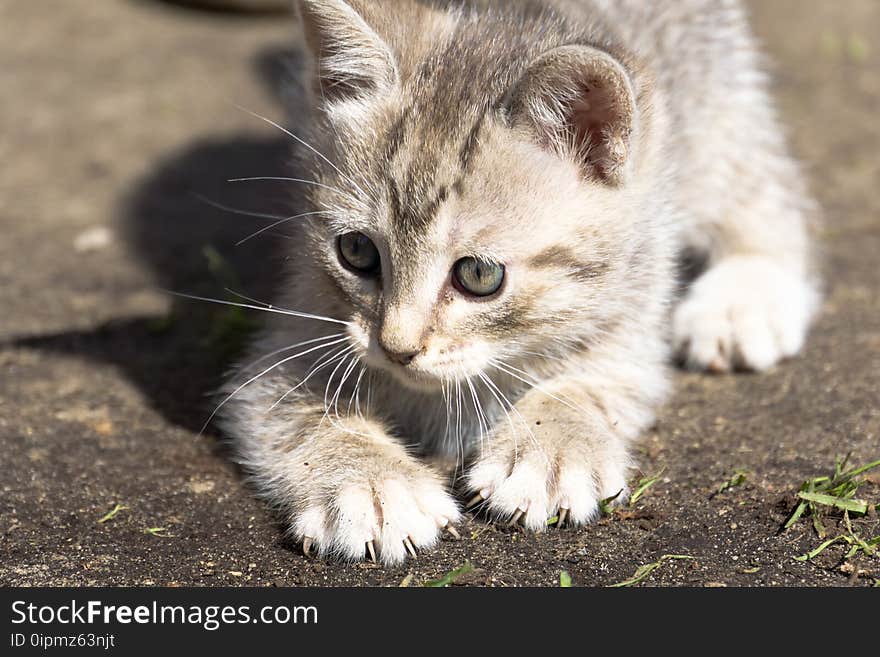 Cute grey striped kitten playing outdoor at the sunny day. Cute grey striped kitten playing outdoor at the sunny day.