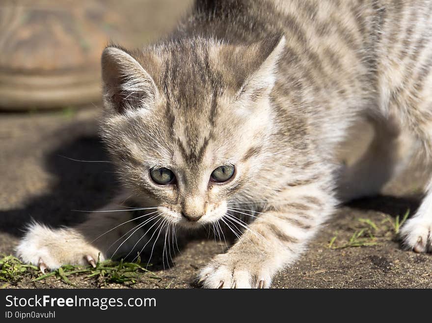 Cute grey striped kitten playing outdoor at the sunny day. Cute grey striped kitten playing outdoor at the sunny day.