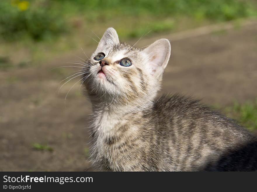 Cute grey striped kitten playing outdoor at the sunny day. Cute grey striped kitten playing outdoor at the sunny day.