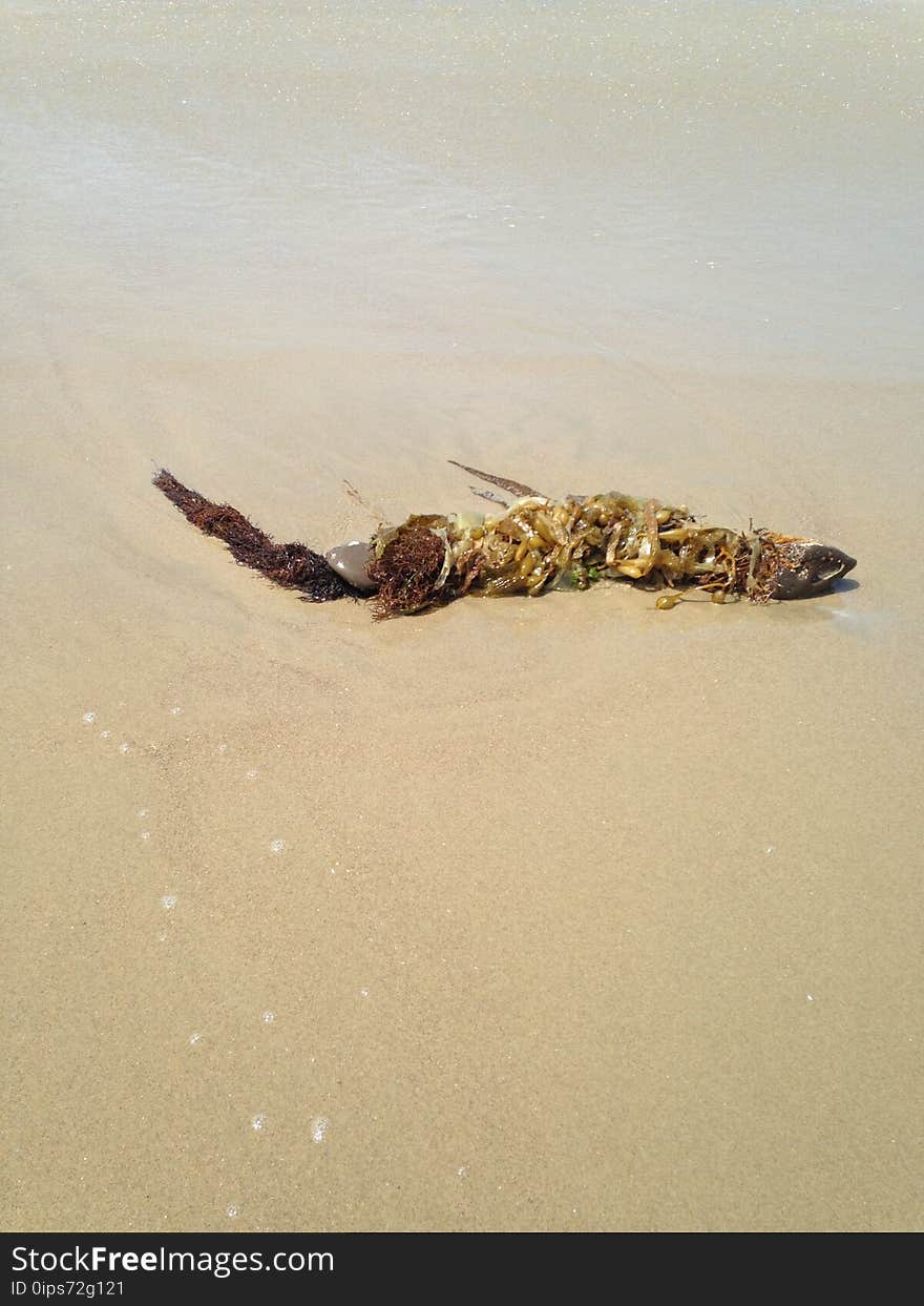 Naturally seaweed entangled pebbles on beach.