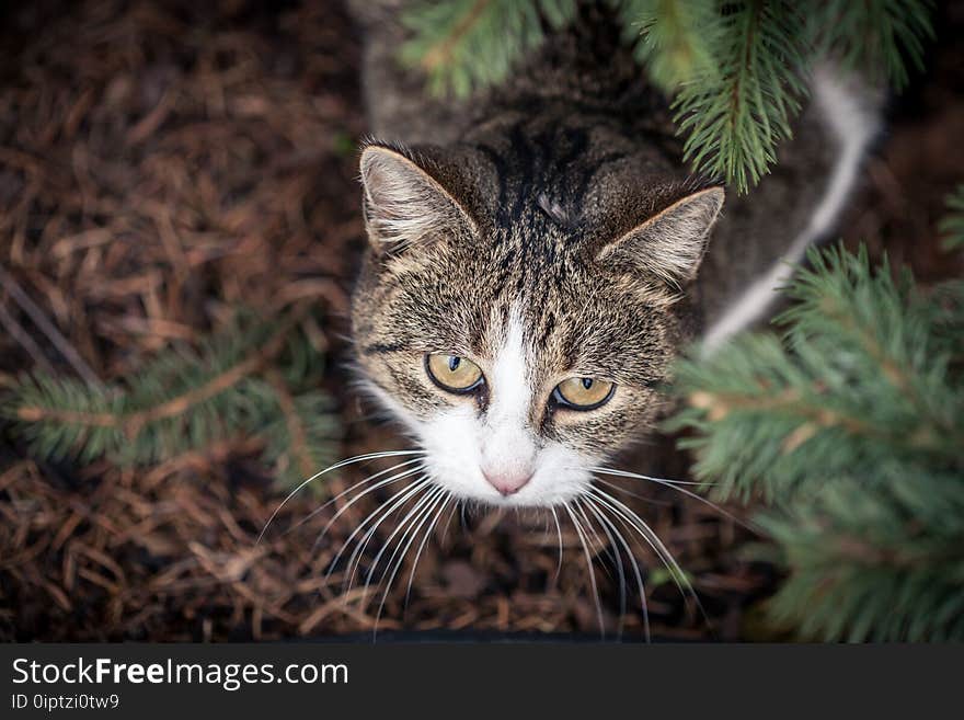 Selective Focus Photo of Gray and White Tabby Cat