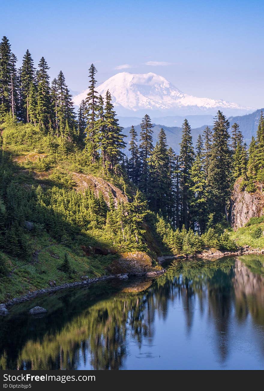 Conifer, Daylight, Evergreen