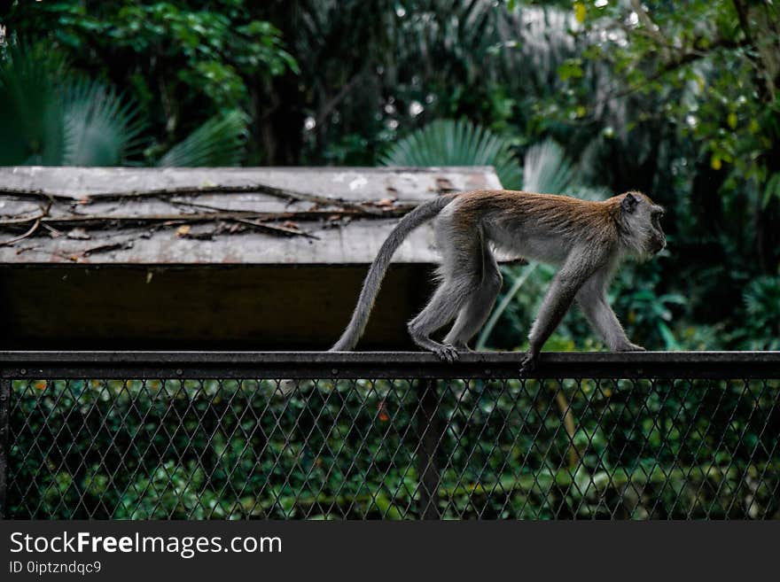 Animal, Fence, Macaque