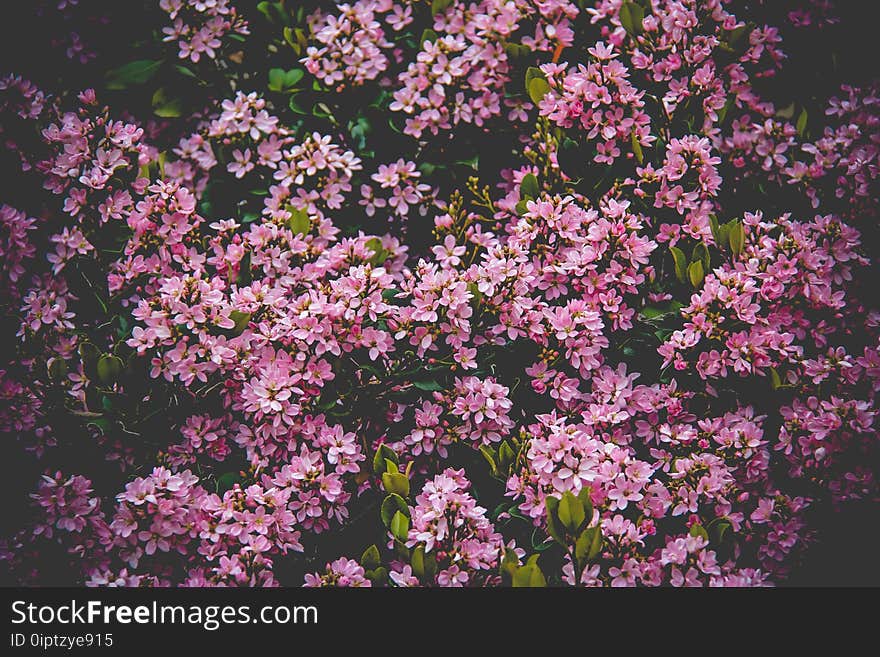 Pink Flower Field