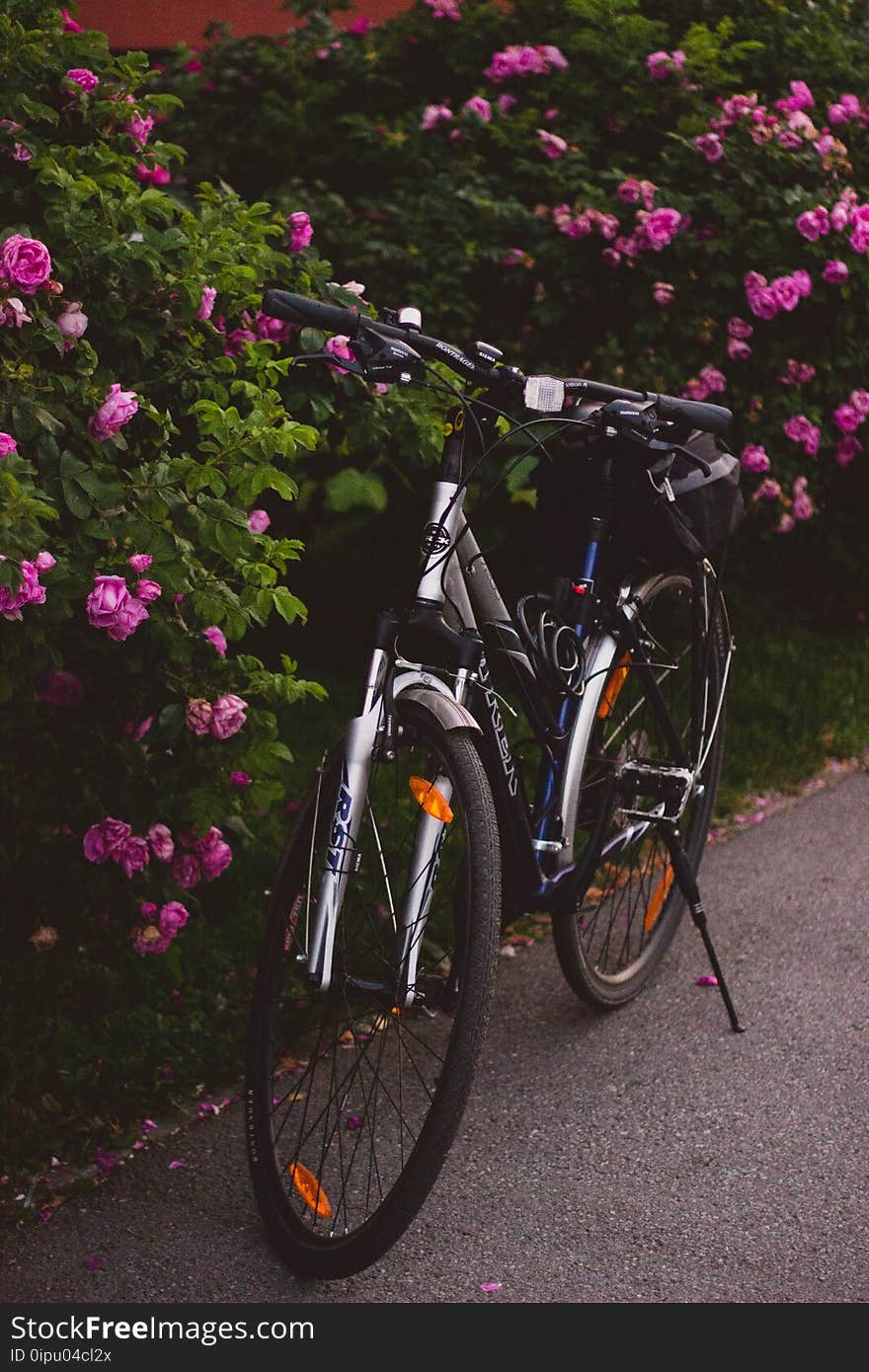 Bicycle, Bike, Bloom