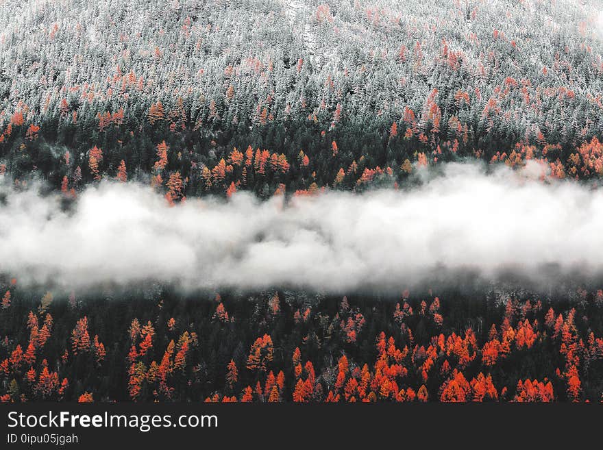 Photo of Orange Trees