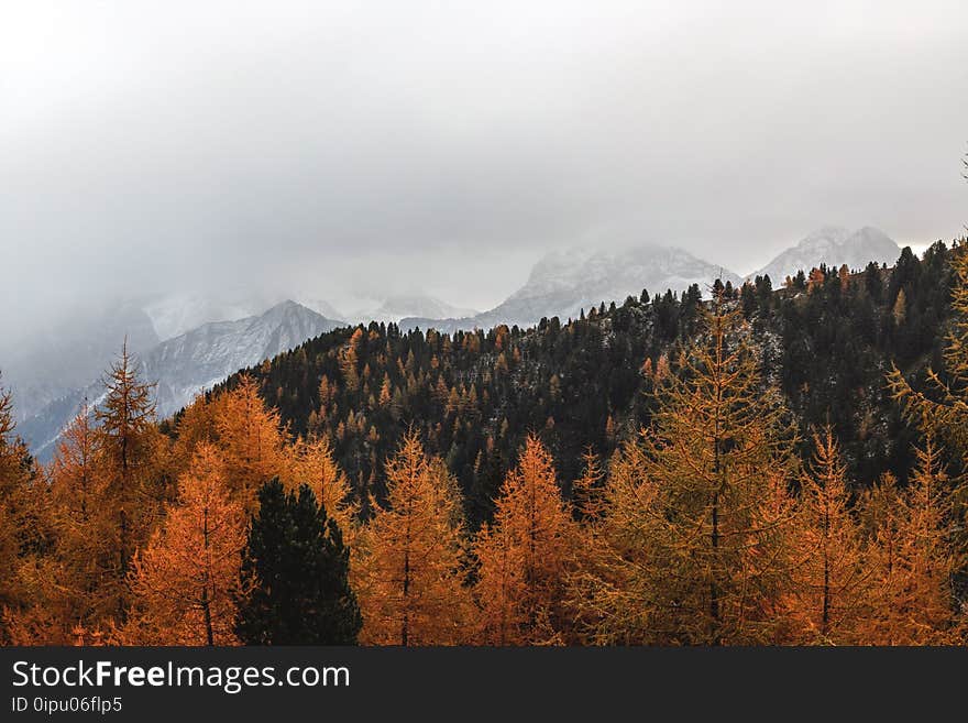 Landscape Photography of Brown Pine Trees