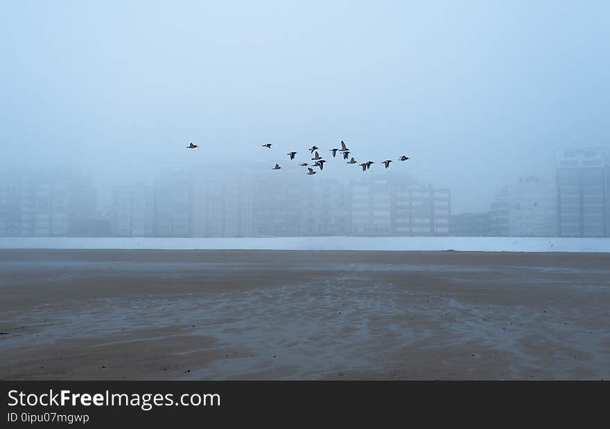 Beach, Bird, Birds