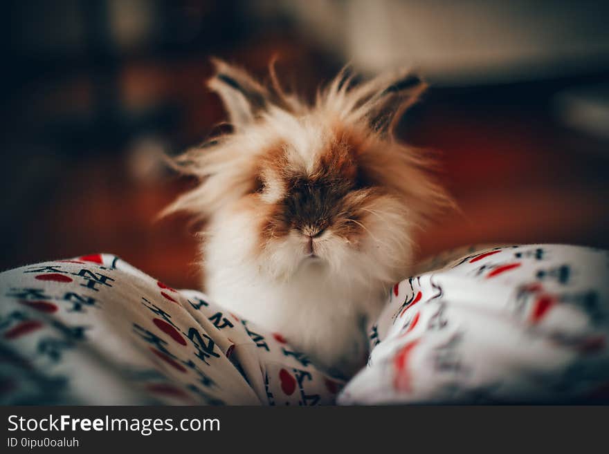 White and Brown Long-chaired Cat Focus Photography