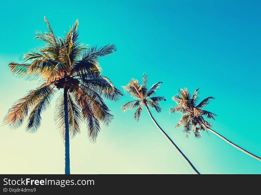 Coconut tree with blue sky summer ,spring wallpaper nature background cross process filter effect. Coconut tree with blue sky summer ,spring wallpaper nature background cross process filter effect