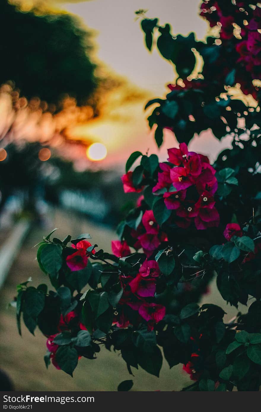 Close Up Photo of Pink Petaled Flowers