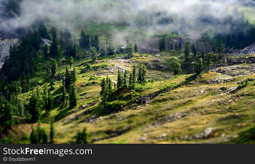 Aerial Photography of Green Forest