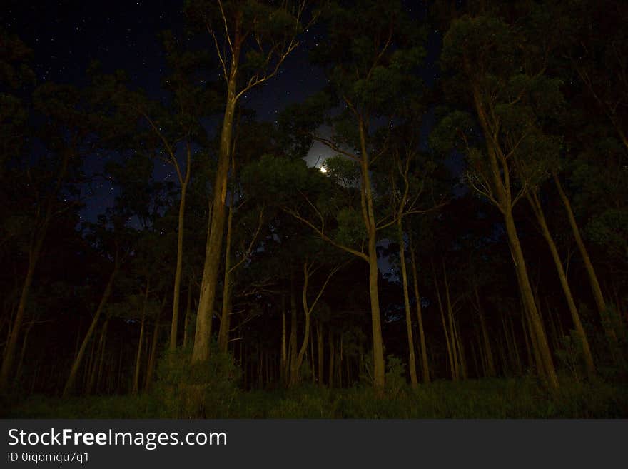 Green Leaves Forest Trees during Nighttime