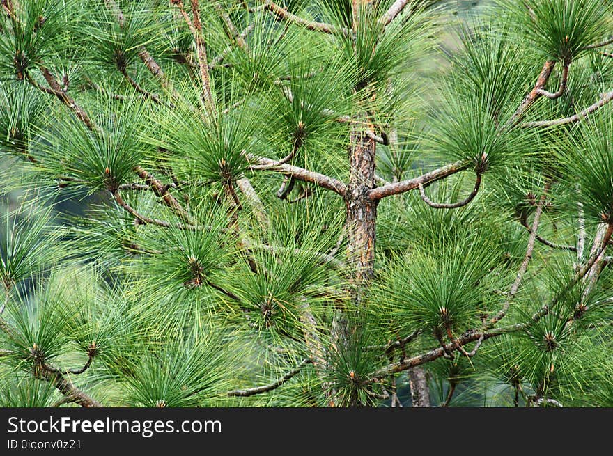 Tree With Green Leaves